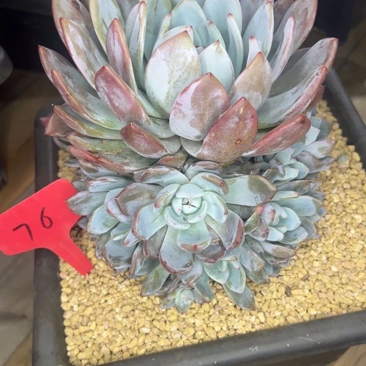 M***东76///////////////////