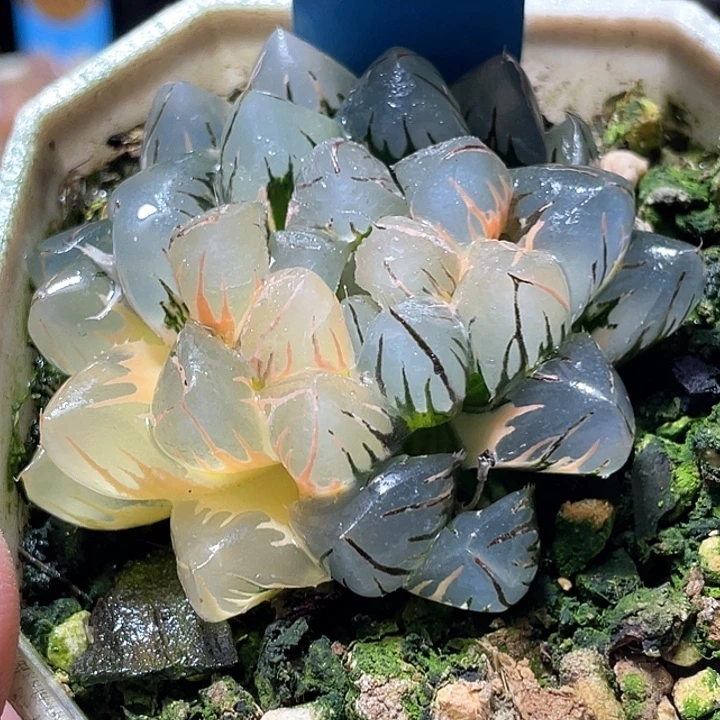 960水中月锦亚成母本级别