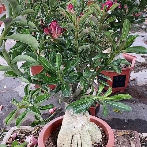【闪购商品】无花朵许*新