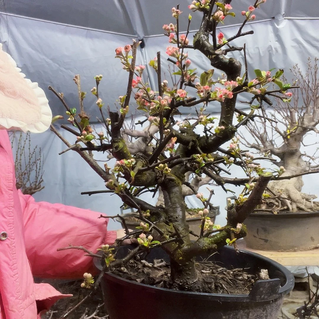 西****司海棠盆景一物一拍