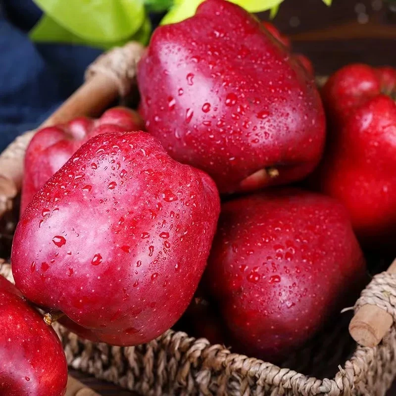 甘肃高山花牛苹果香甜多汁脆粉两吃当季新鲜水果宝宝辅食包邮