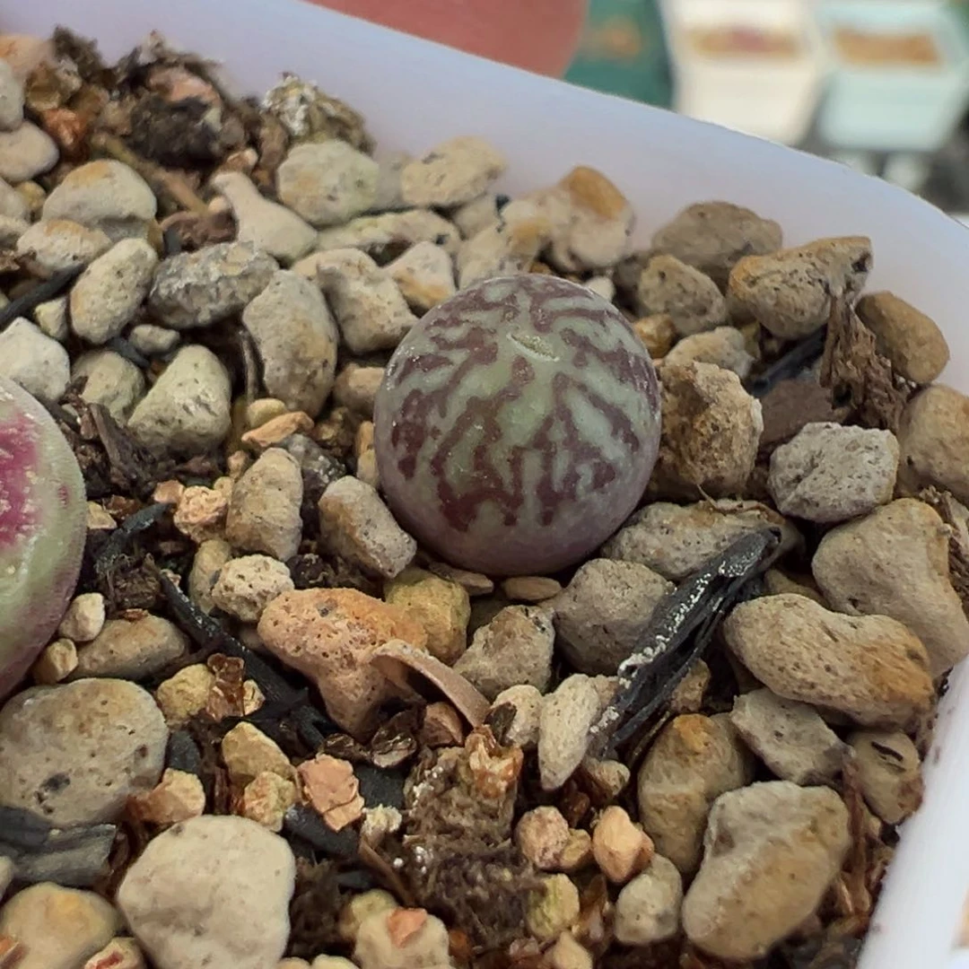 多肉植物多肉植物多肉植物