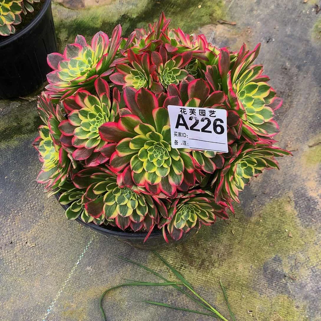 226多头法师朝霞