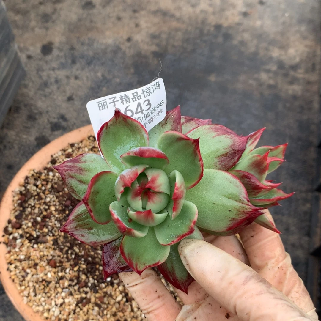 2643号多肉植物惊鸿8