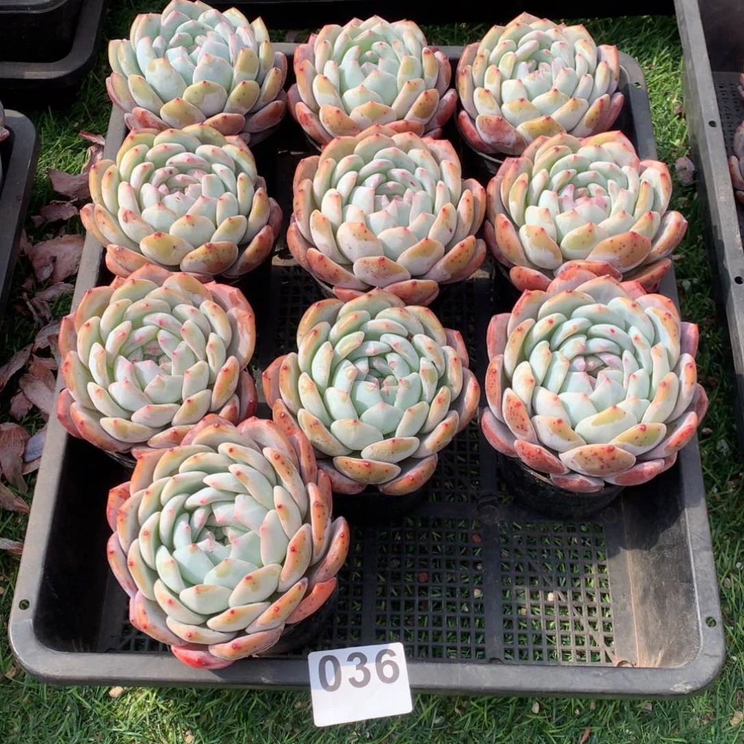 10颗橙梦露多肉，036