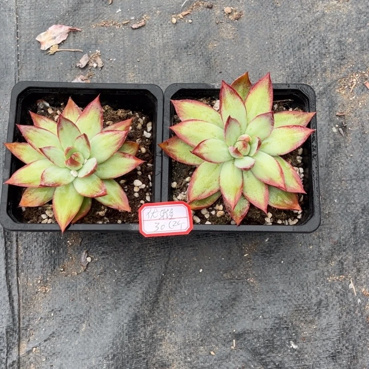 优***了惊鸿仙子多肉冠幅保底8厘米