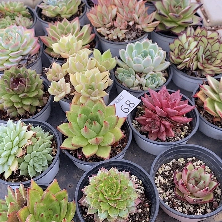 68 多肉植物盆栽花卉