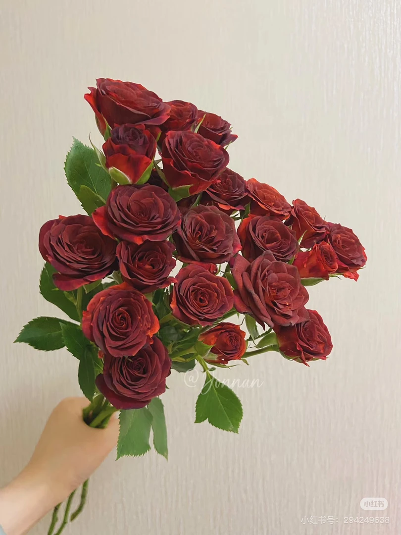 巧克力糖多头玫瑰鲜花花束云南基地直发水养花期长适合家用