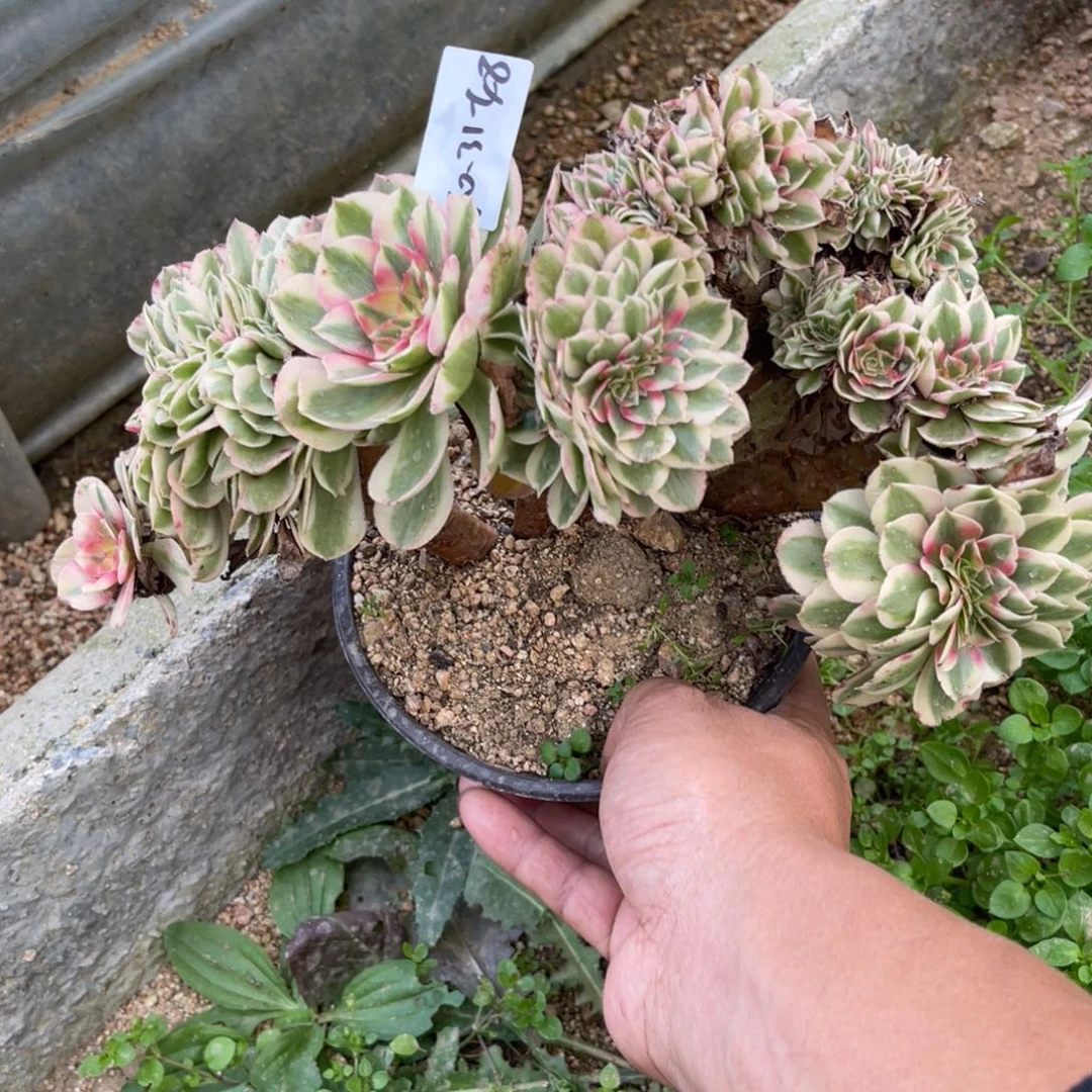 10-31-48倾城缀化法师锦