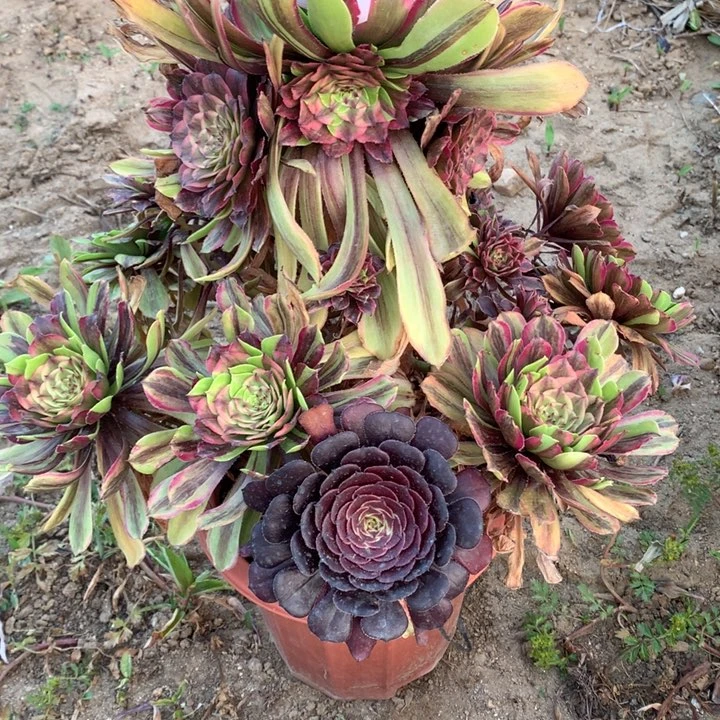 陈*婵不包损596号花脸粉黛老桩