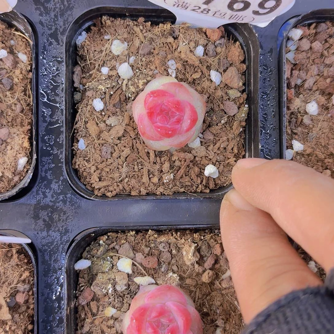 C769奶芙yiwuyupaiq