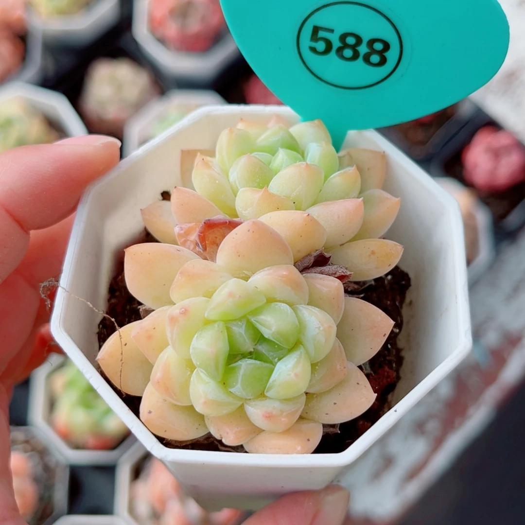 588号小老桩糖心双头