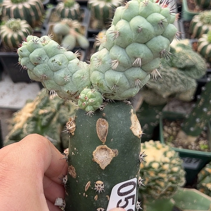 苗接帝王丸仙人球581