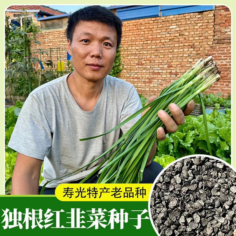 寿光韭菜种子 红根韭菜种籽 独根红韭菜种子