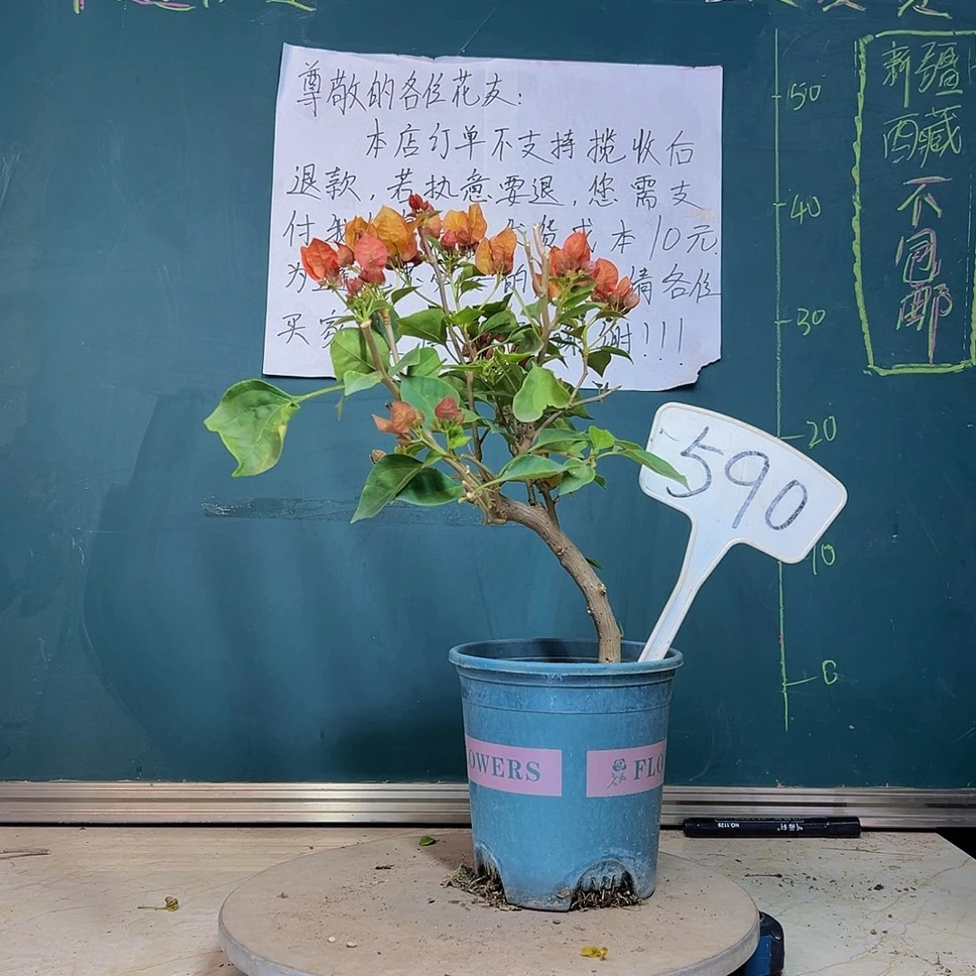 当前无花栽培后可以开花落日 590