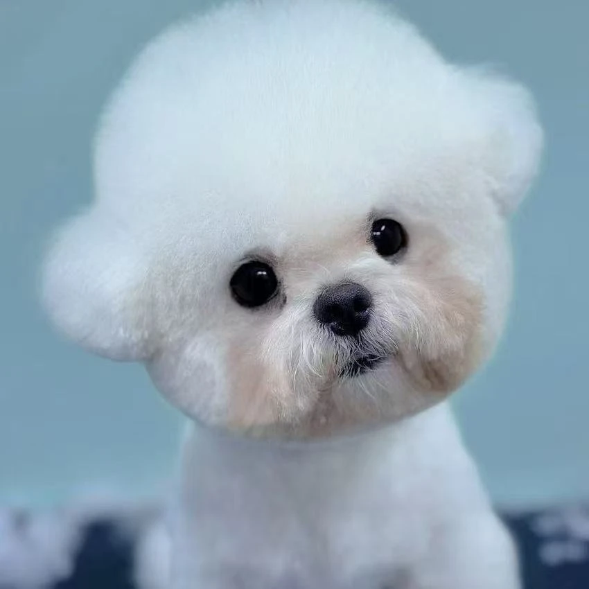 【喵旺屋】宠物狗狗