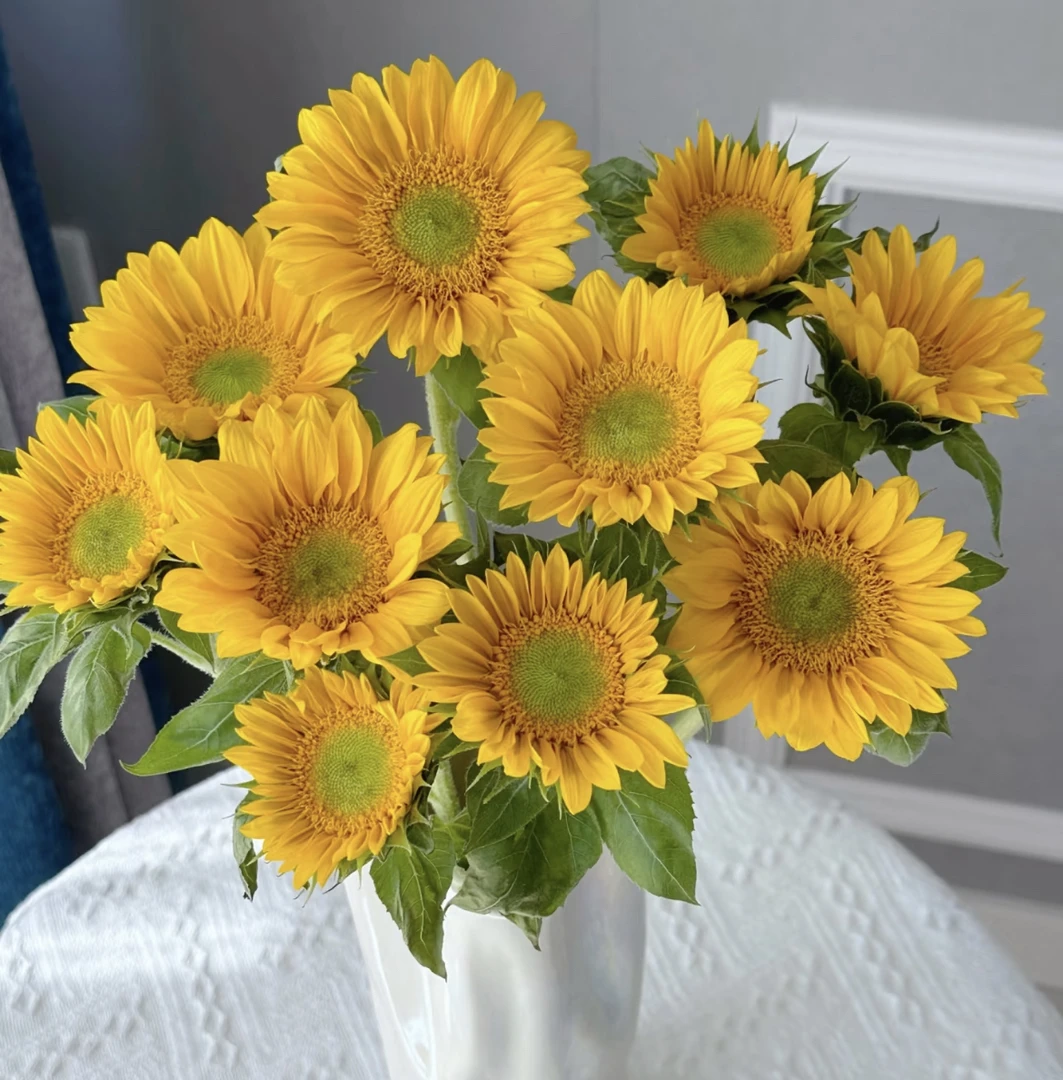 (曼）绿心向日葵5支防损鲜花任意满2单包邮