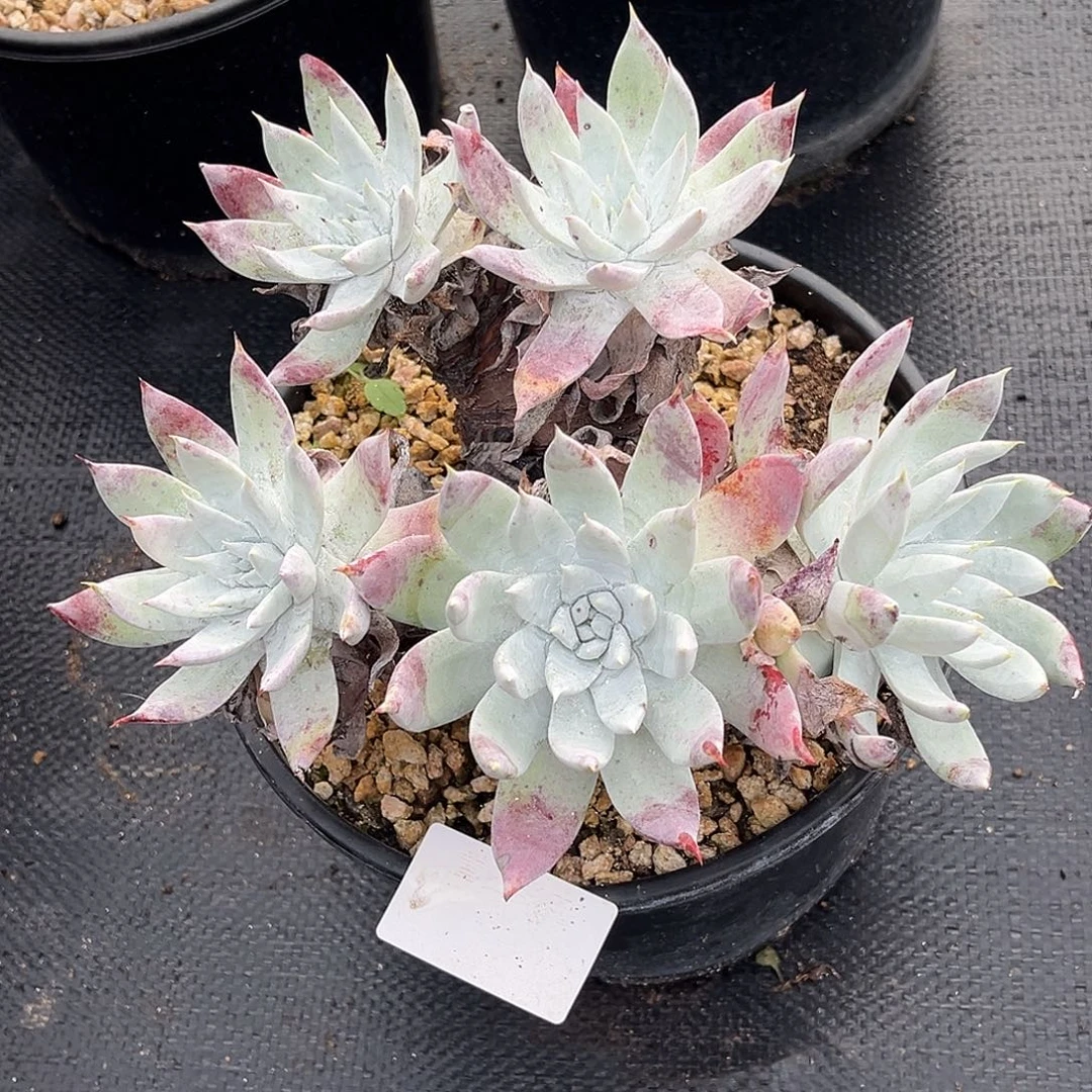 小鹿多肉一物一拍