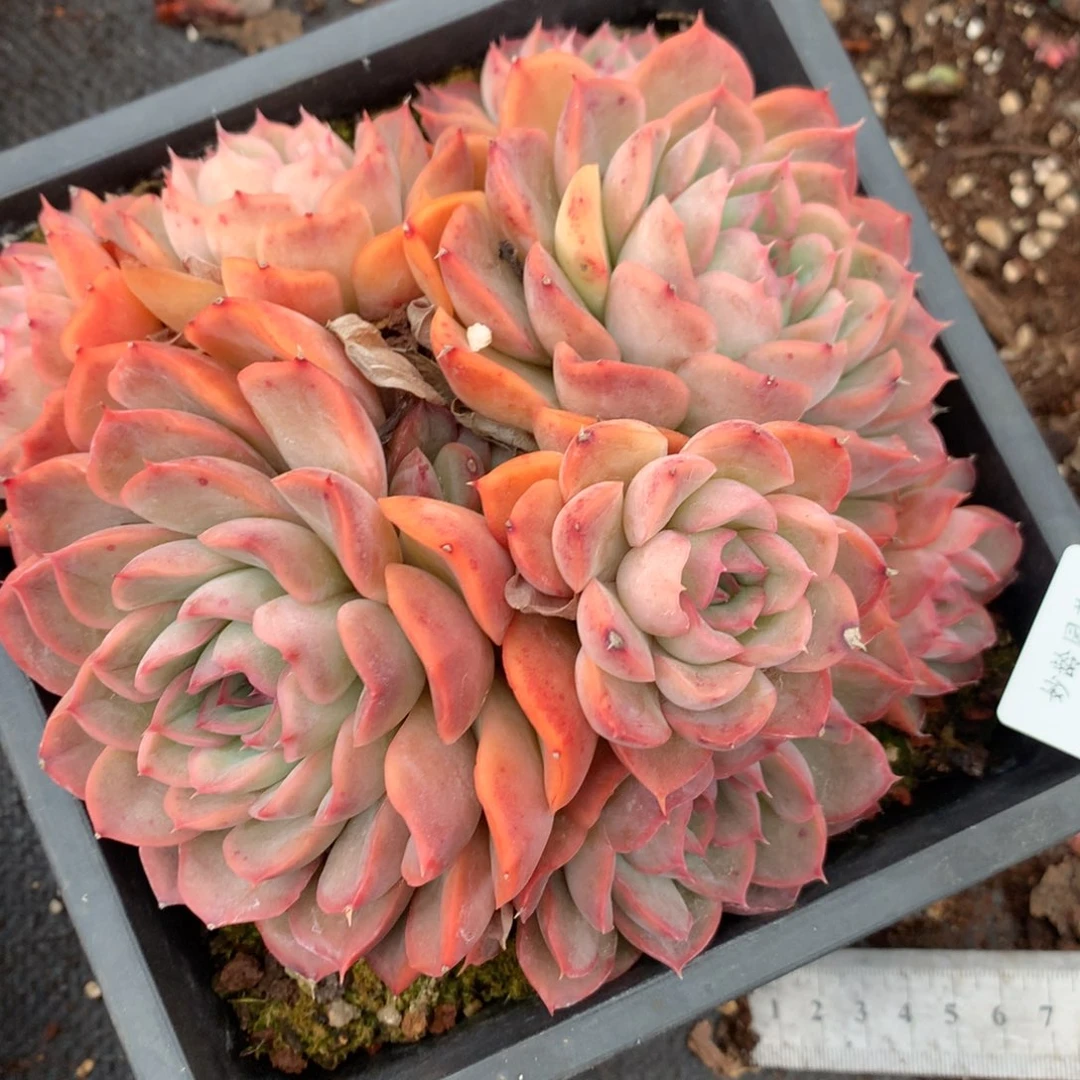 5707杂交多肉植物