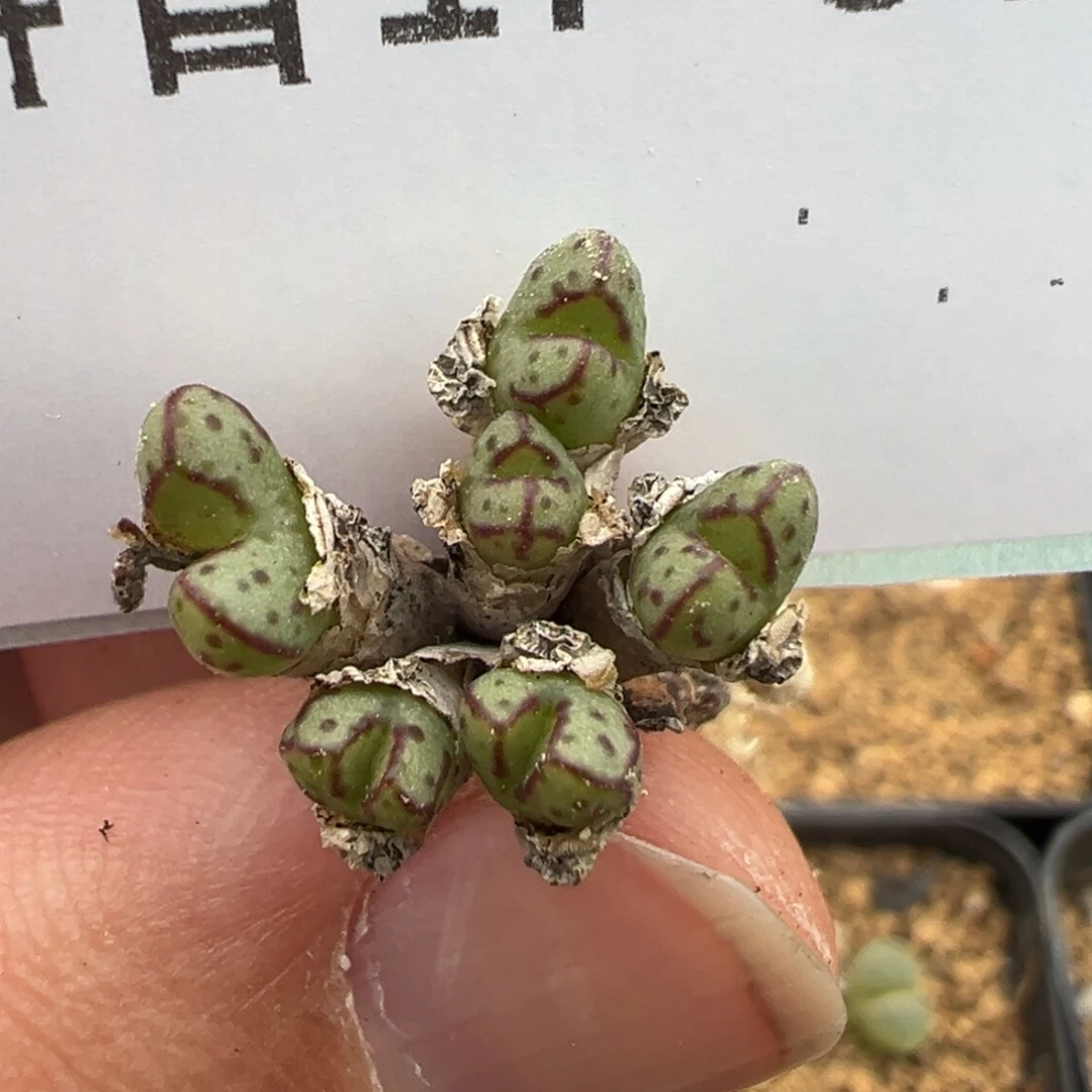 17-56海伦娜多肉植物