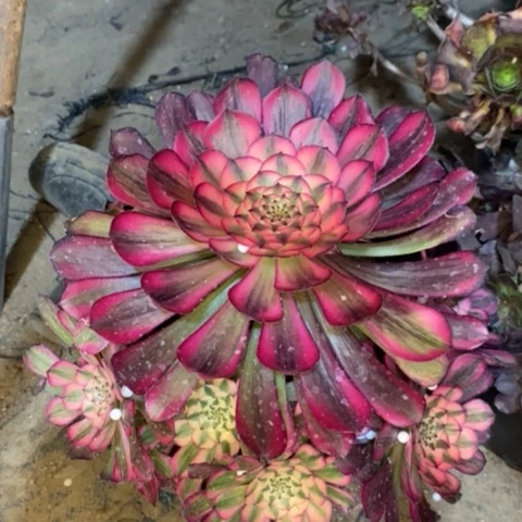 红桐白多肉植物022