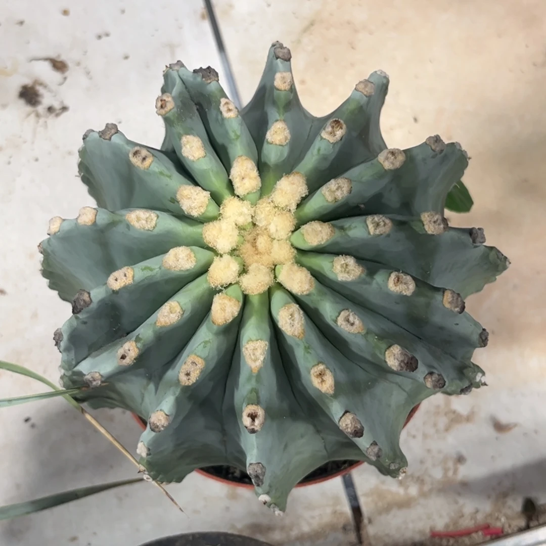 实生无刺王冠龙脱土发货