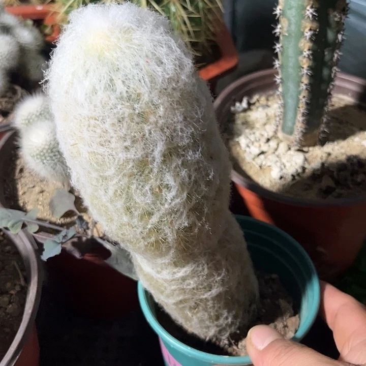 单头老乐zzzzzz zzzzzzzzzzzzzz