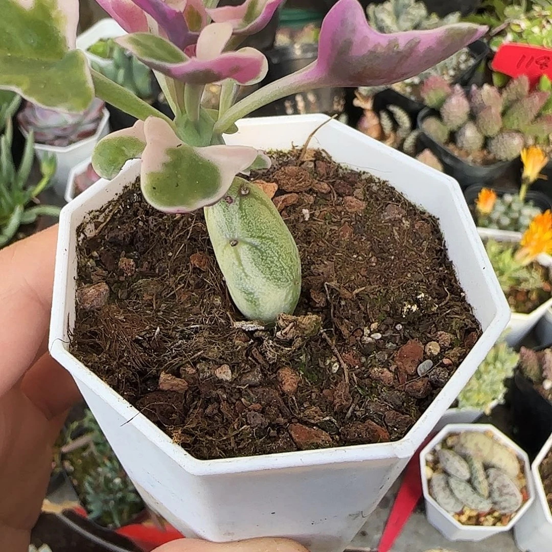 仙人指锦多参数福利