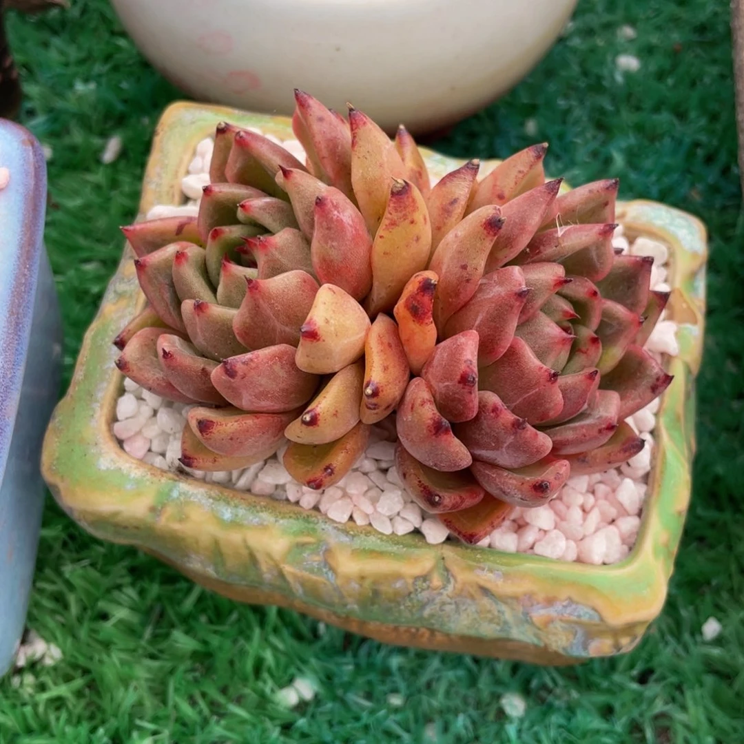 多肉植物盆栽多肉