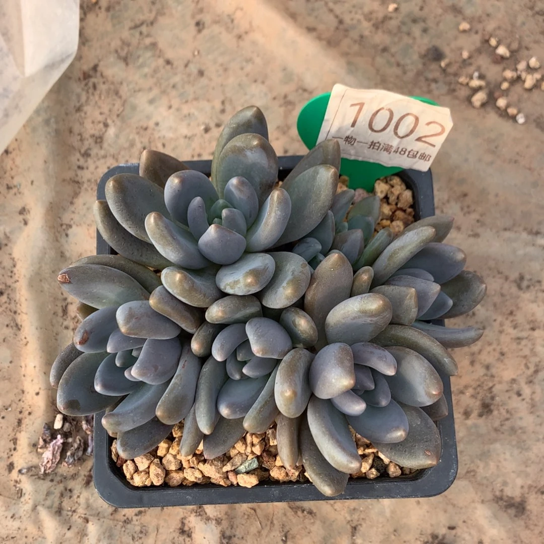 黑加仑无砍平头1002