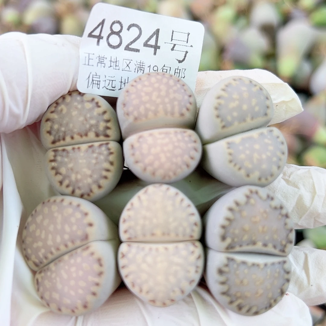4824五年超大饼干6个2.5cm左右