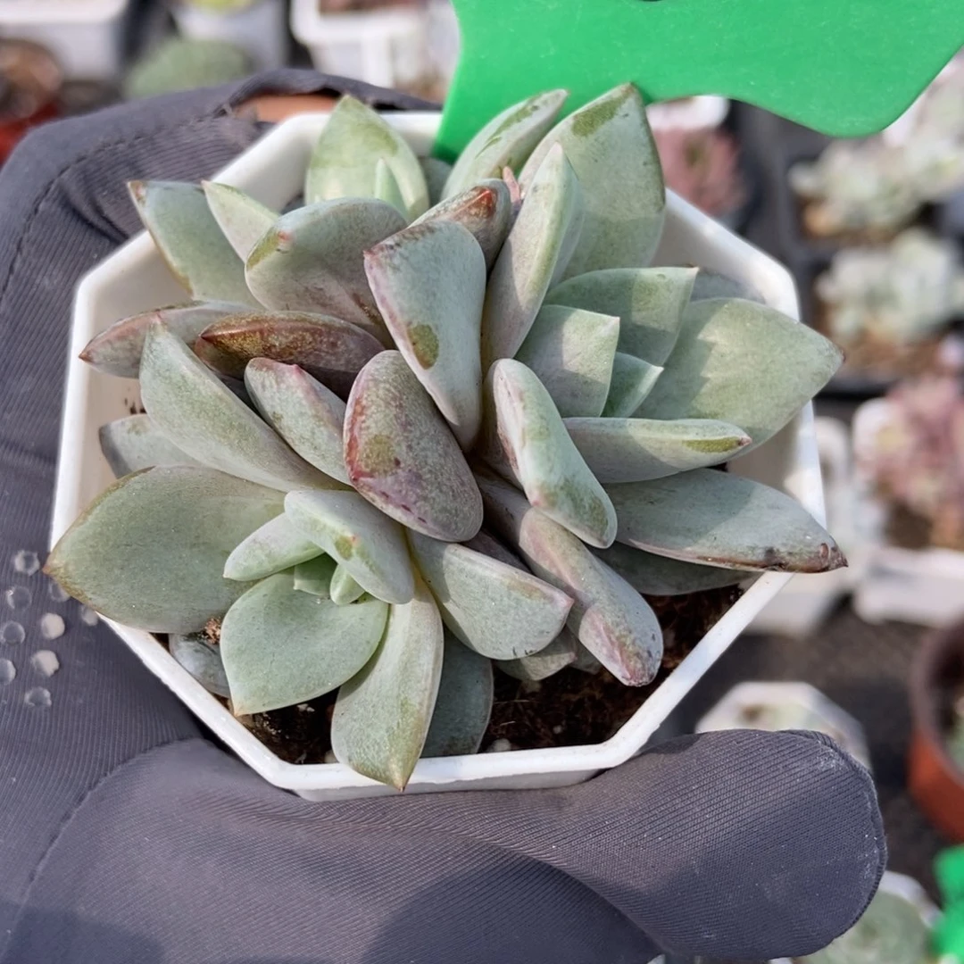 100德国香槟多肉植物