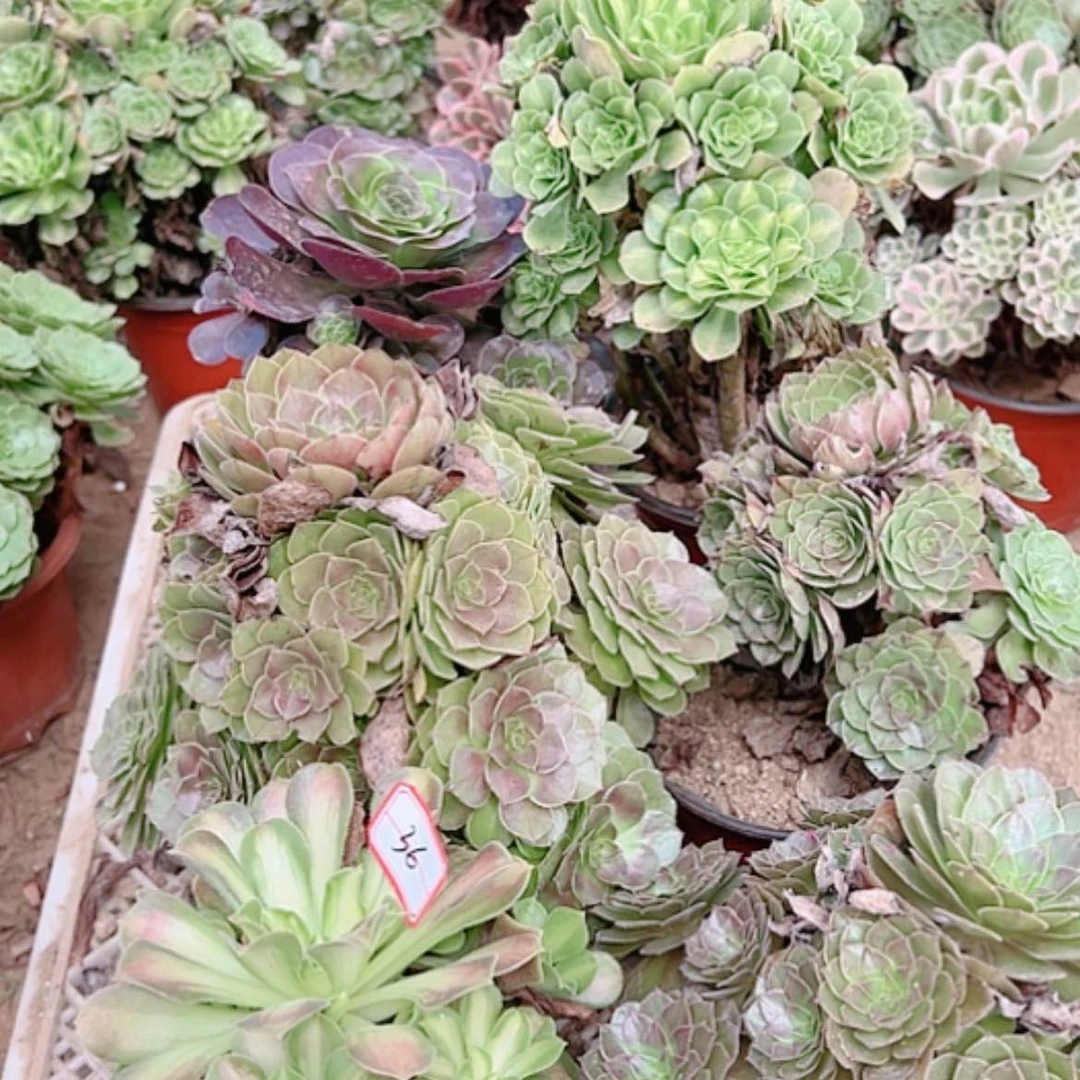 【闪购商品】无花朵用****036号套餐6颗多肉植物