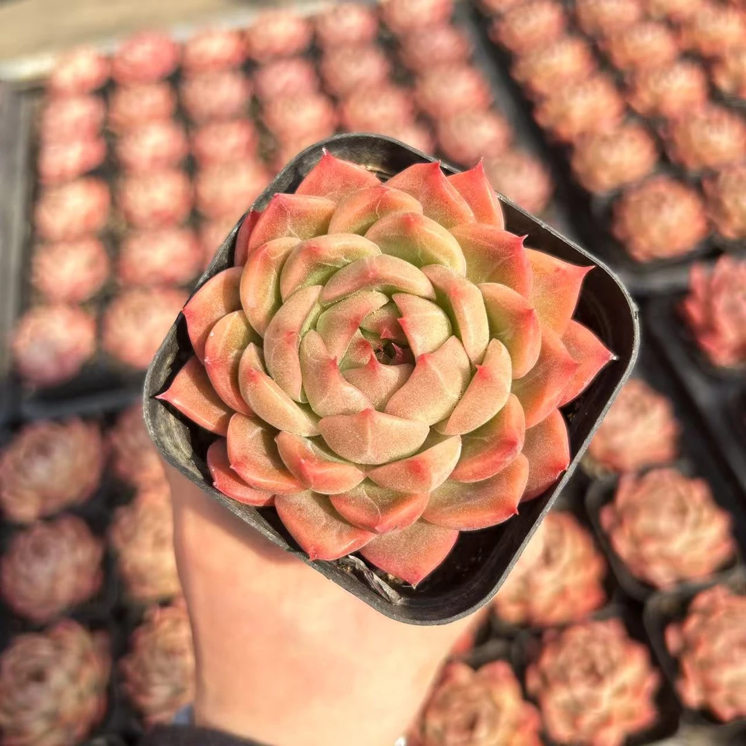 5#菠萝橙多肉植物前男友精品多肉SM0805