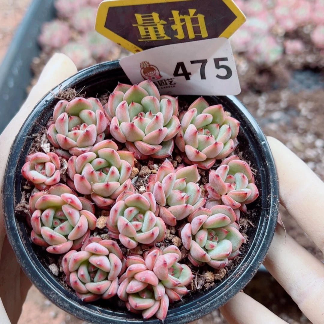 多肉植物多肉植物