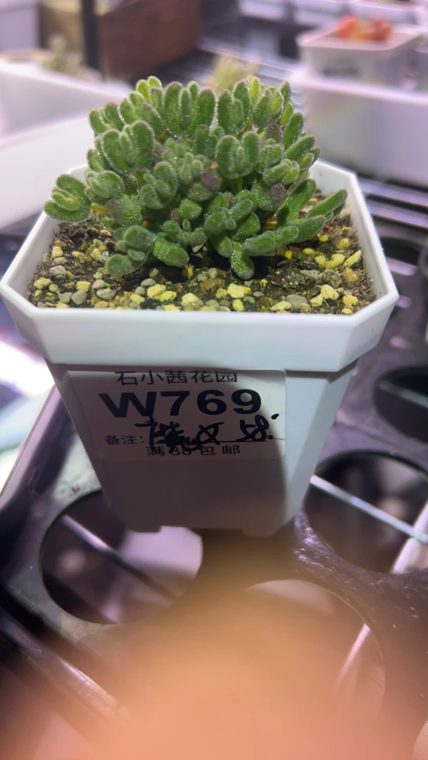 魔女-月曲-多肉植物枝干番杏