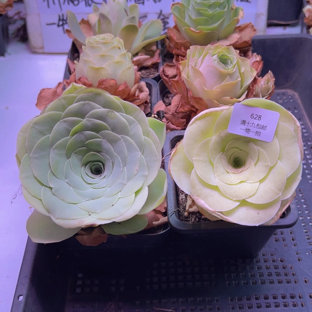 628 山地玫瑰一物一拍无售后