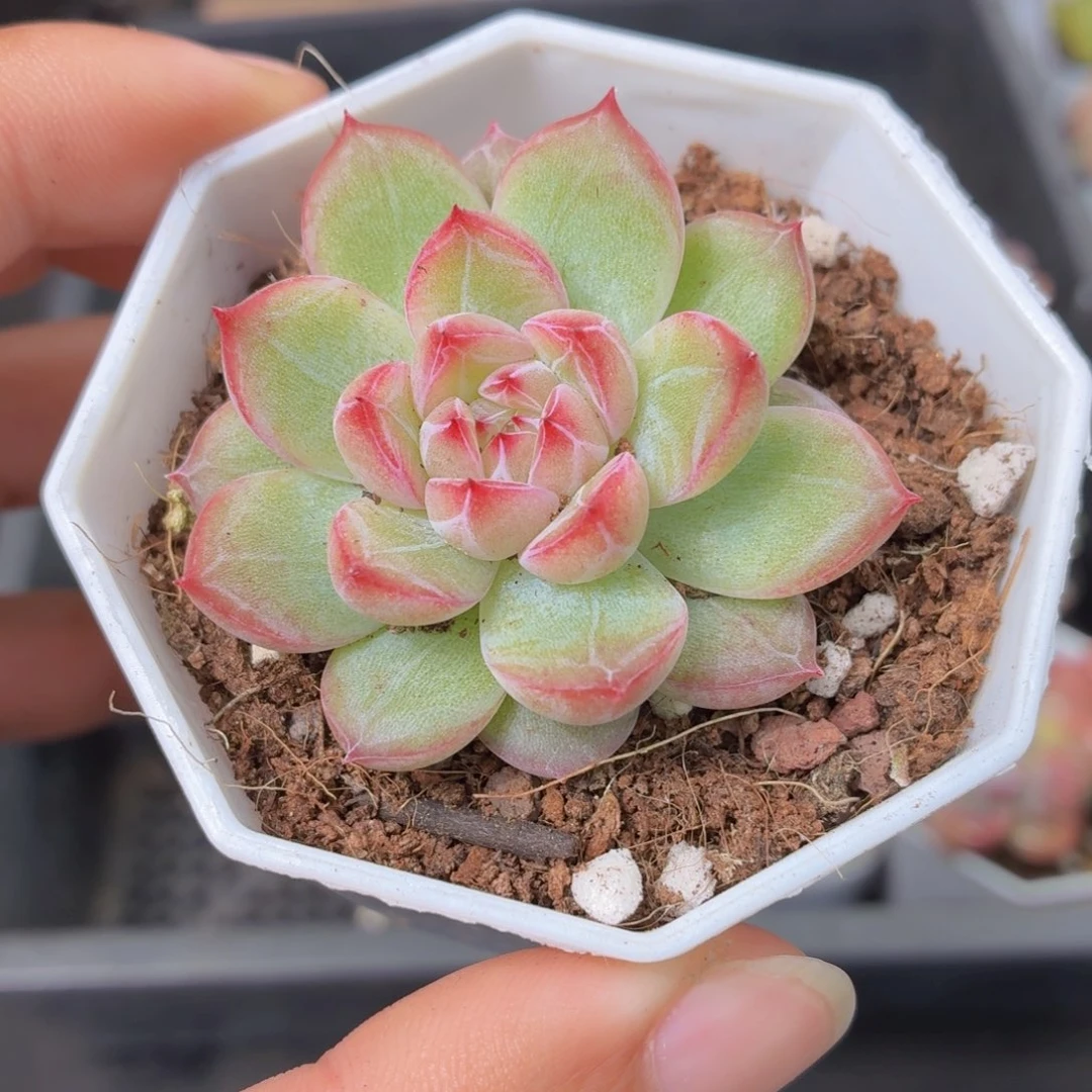 雪花珍妮多肉9.9包邮发货