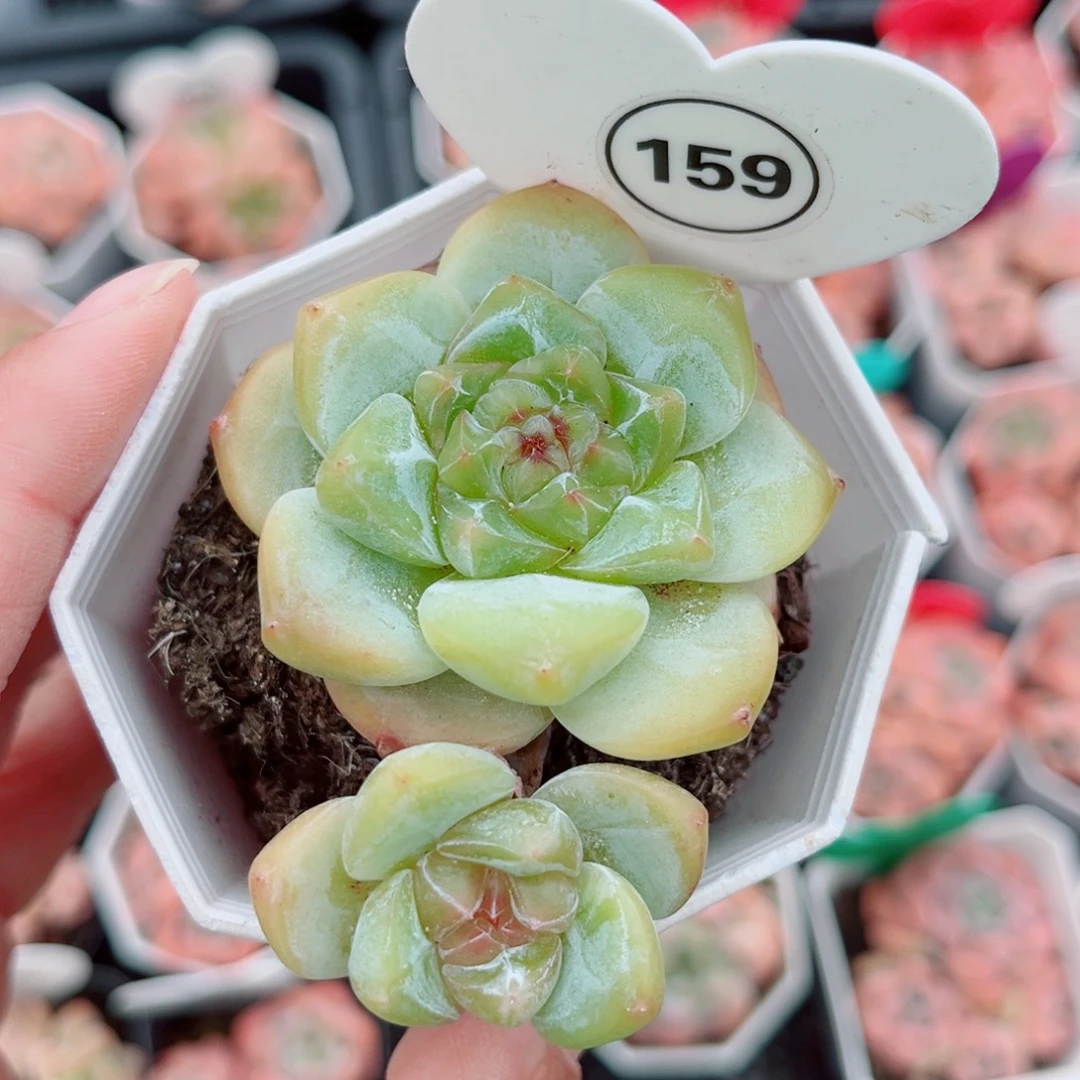 159号小老桩糖心双头