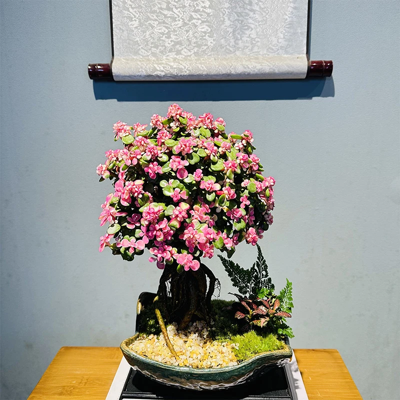 大老桩提根金枝玉叶+碧湖陶瓷瓦片盆
