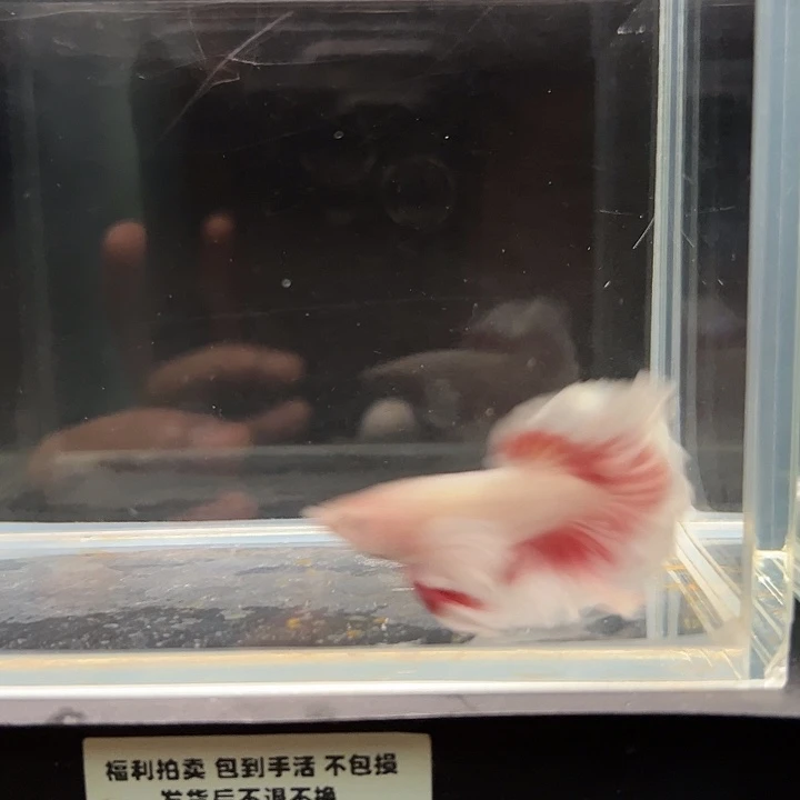 斗鱼一单包邮10日64