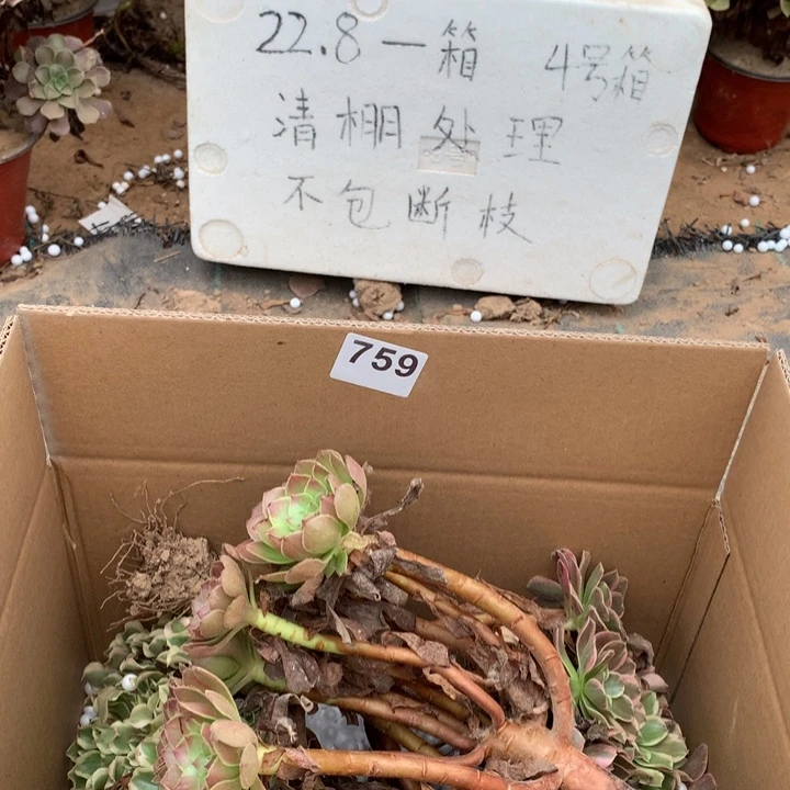 759三颗法师多肉