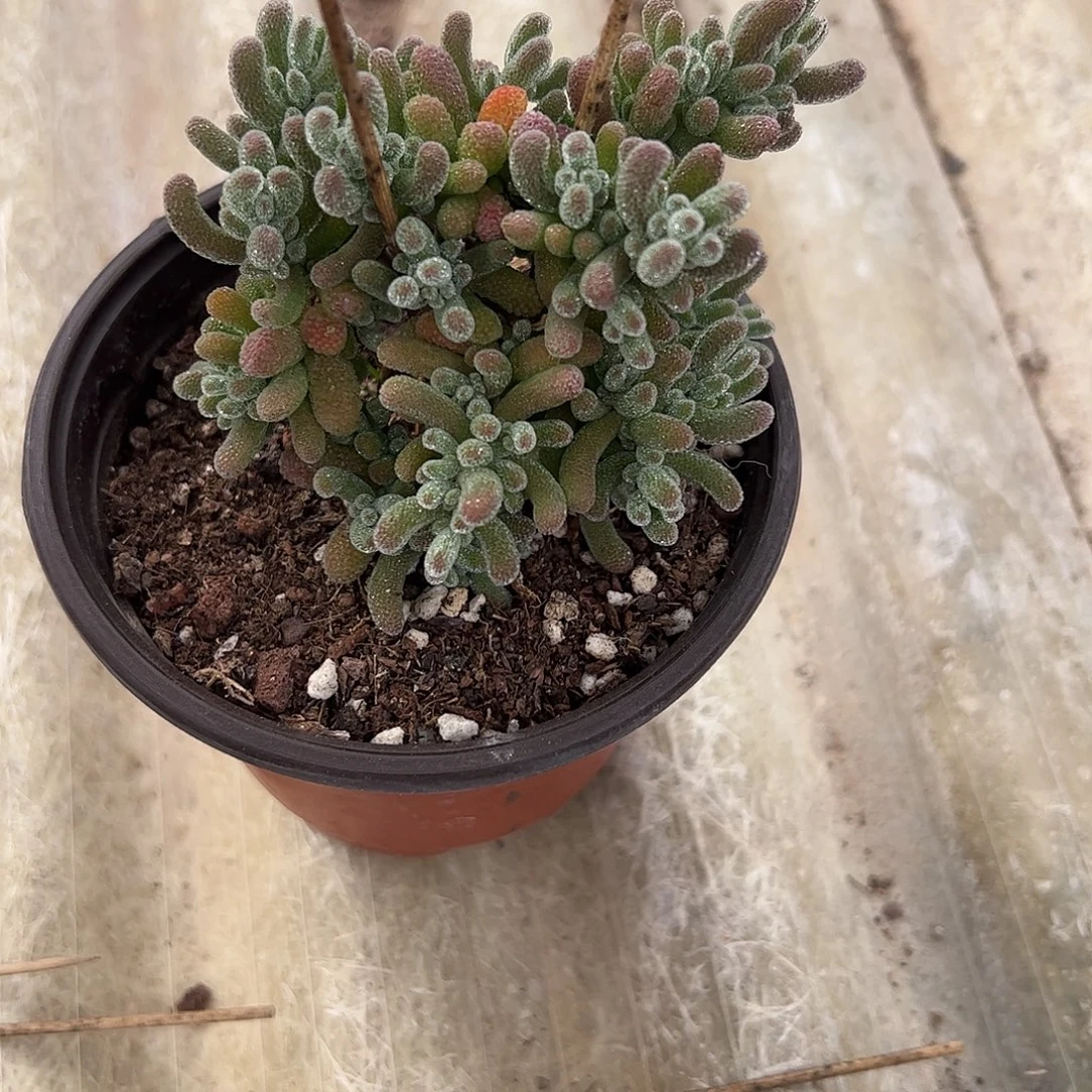 小***兰枝干番杏冰晶大盆