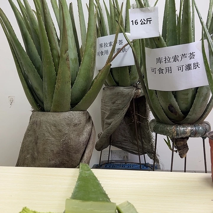 无花朵整颗20斤重库拉索芦荟，送2袋肥料
