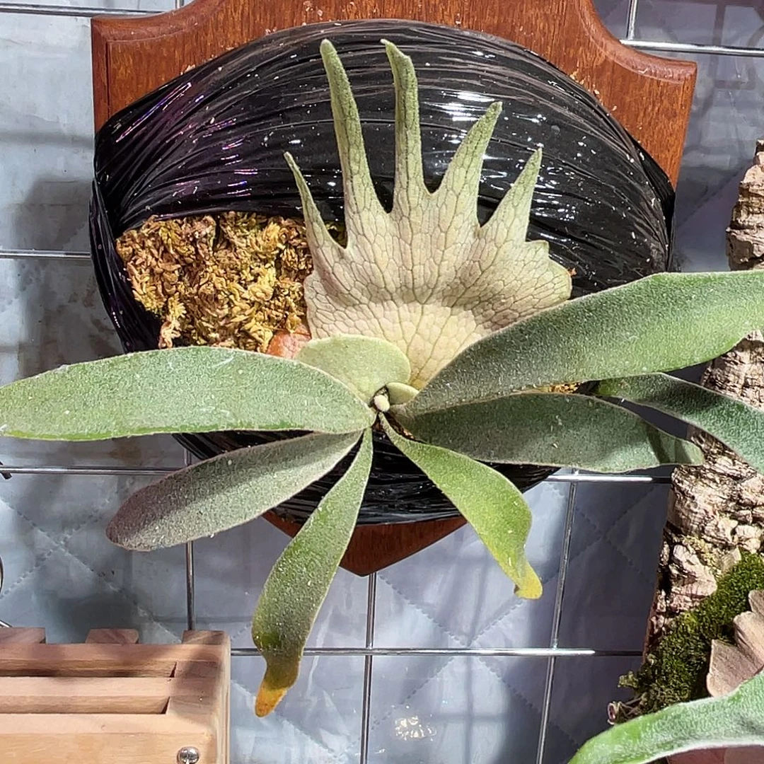 完全开放野银321银鹿