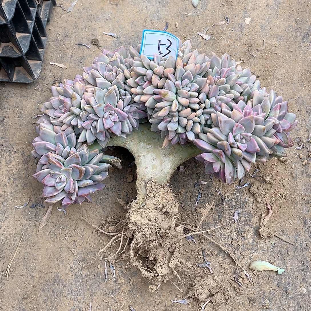 53号淡雪缀化一物一拍