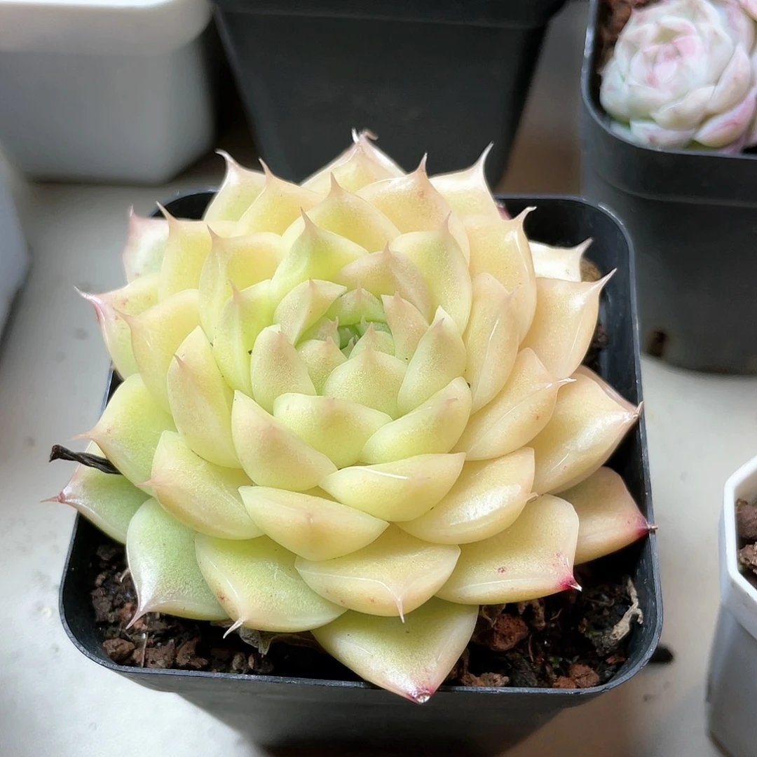 优选麦秆福利8803