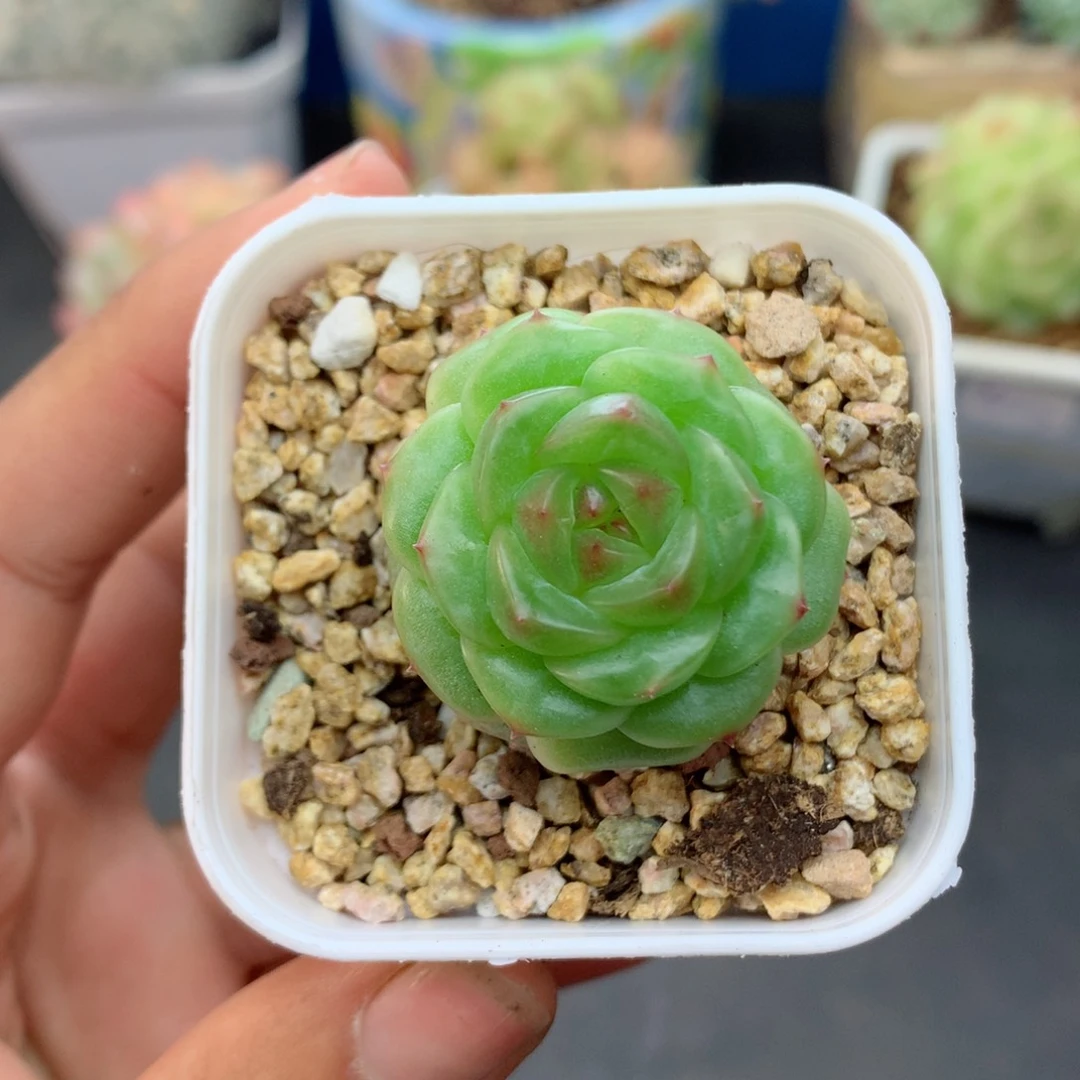 58包邮  群生不包整18