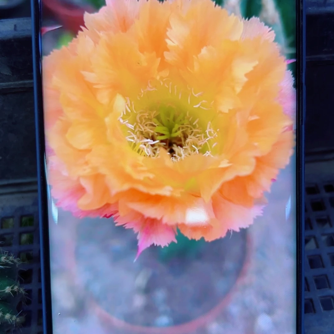 下17彩草热带魔法歪无根侧芽3公分左右20包邮