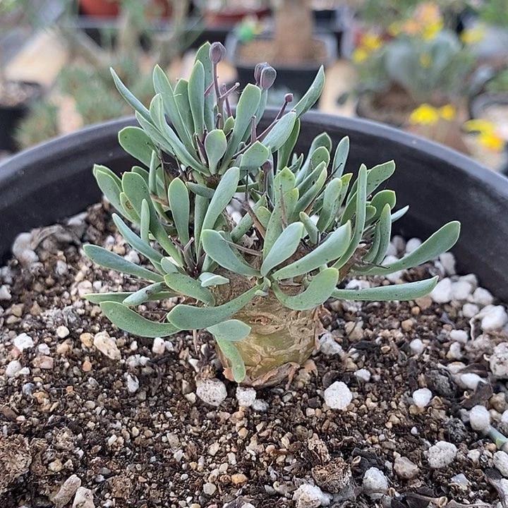 171小黑鬼殿一一一